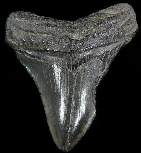 Serrated, Juvenile Megalodon Tooth - South Carolina #49985